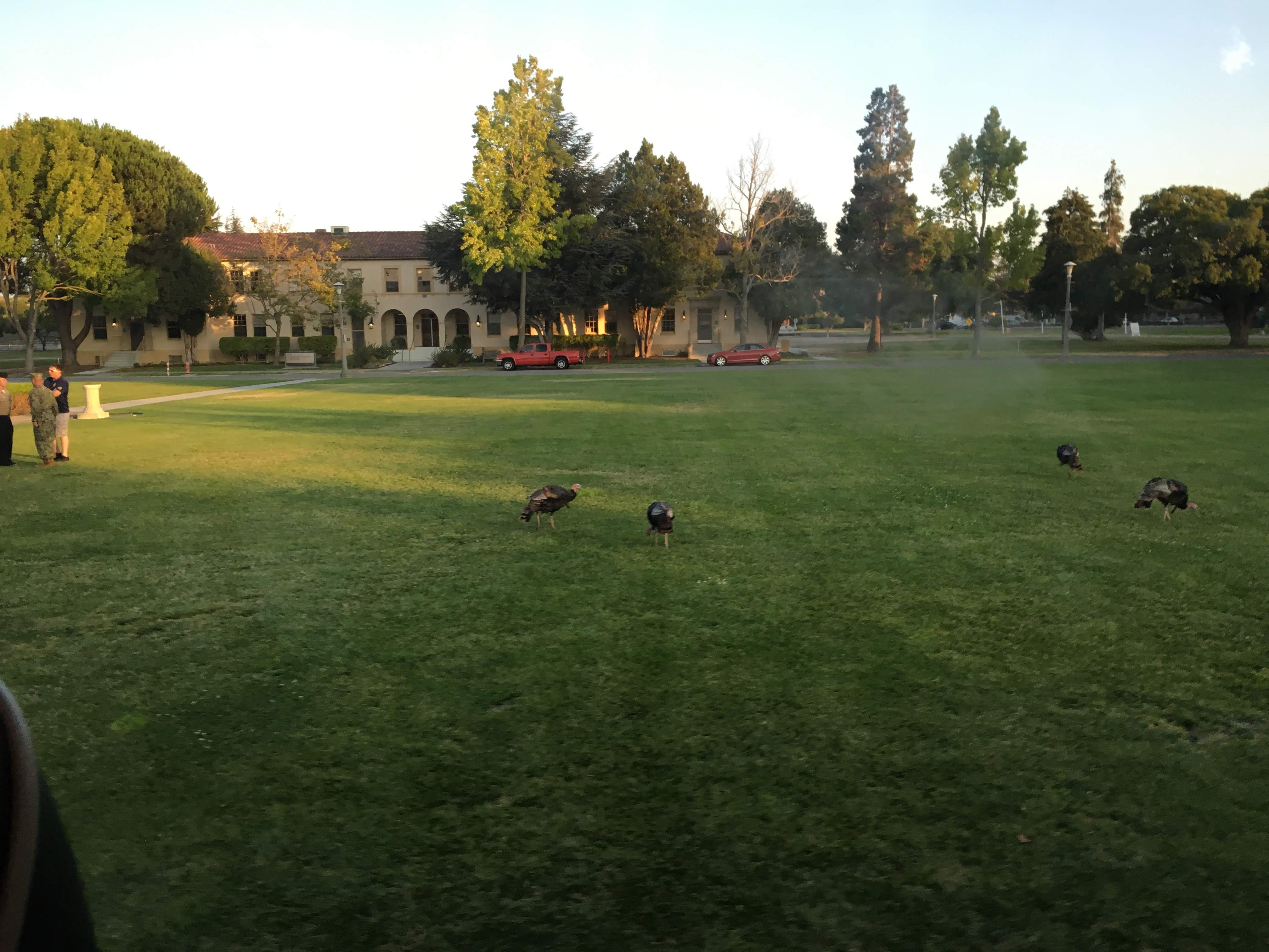 Wild turkeys foraging on a green lawn in front of Spanish-style buildings at dusk.