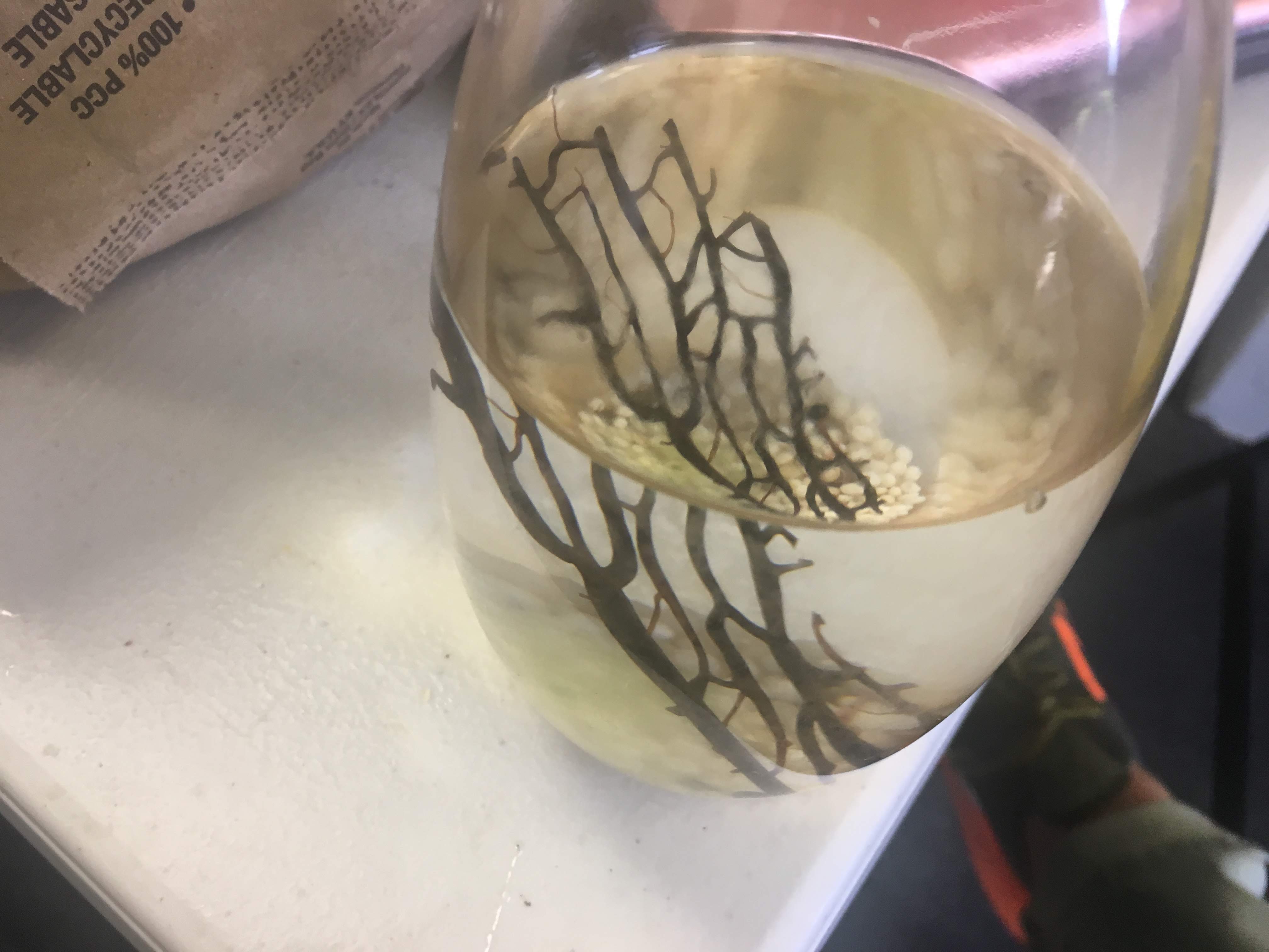Close-up of a clear jar holding a plant cutting with dark branching roots in liquid.