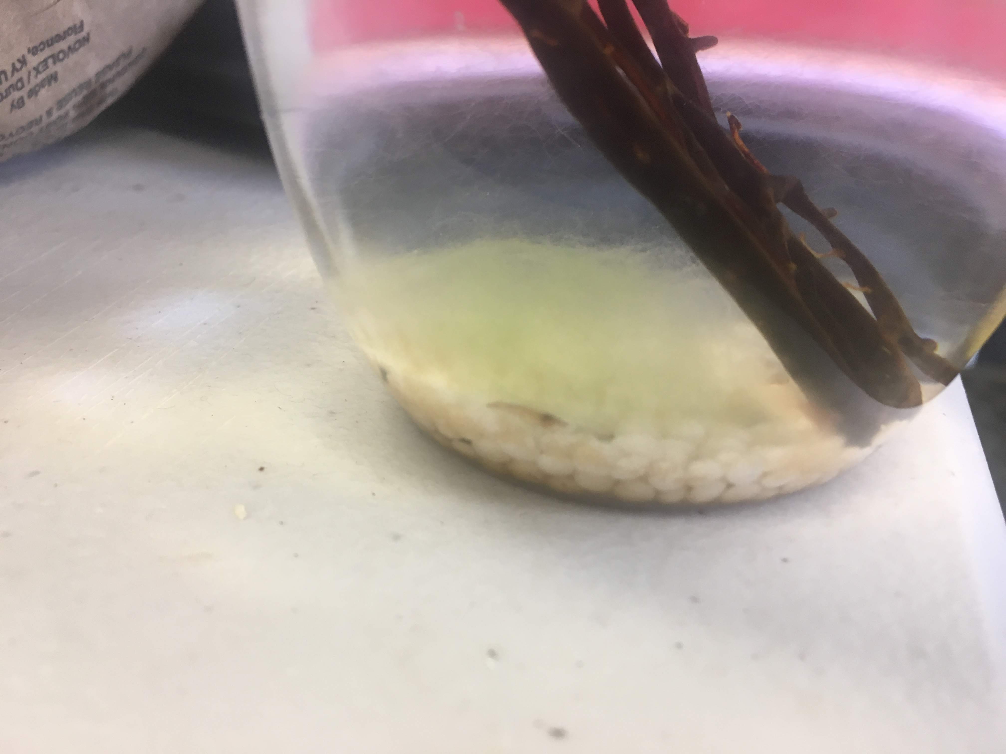 Close-up of plant roots and white beads in the base of a clear glass jar.