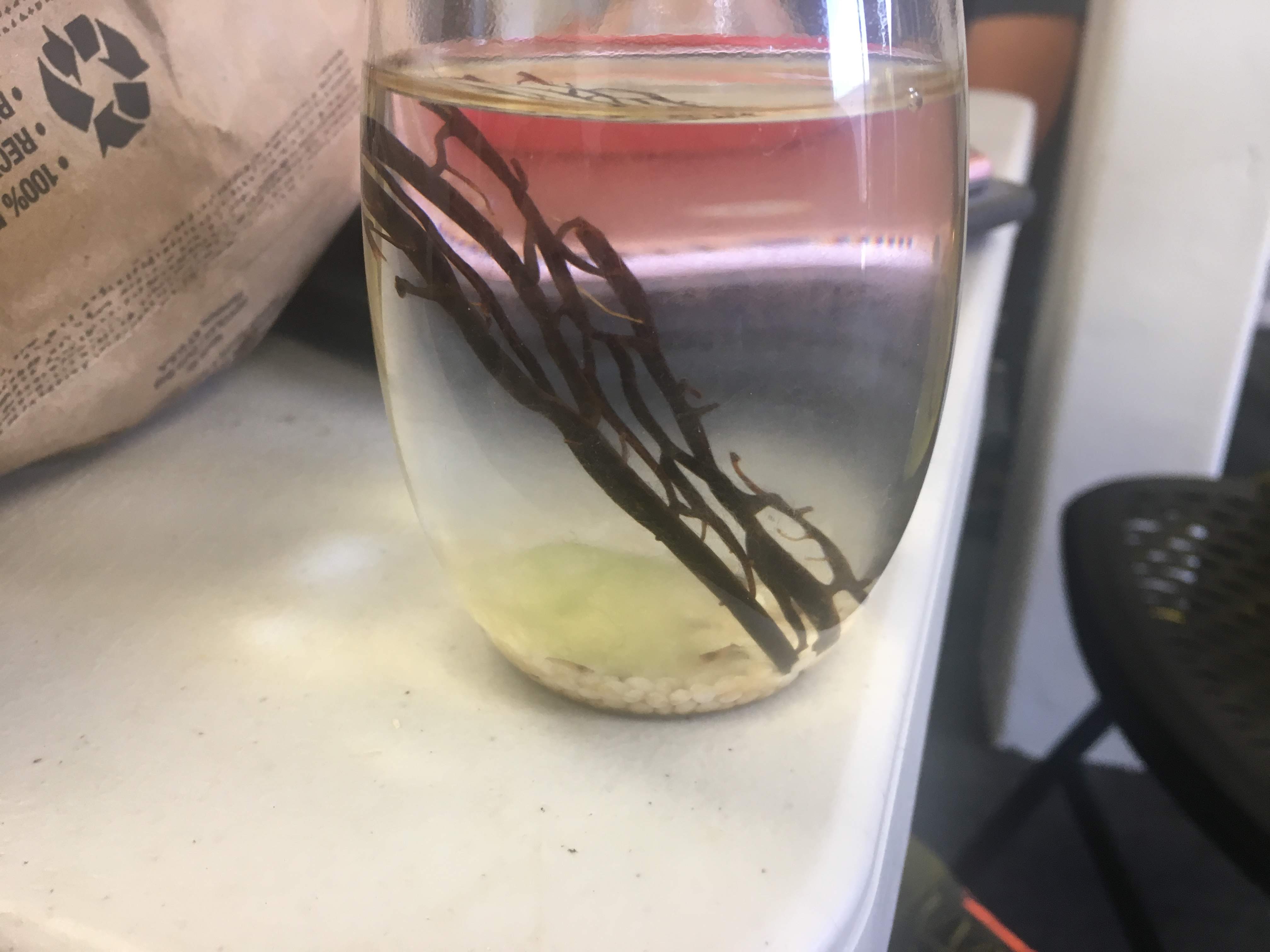 Clear glass jar of water with a rooting plant cutting, beside a recyclable paper bag.