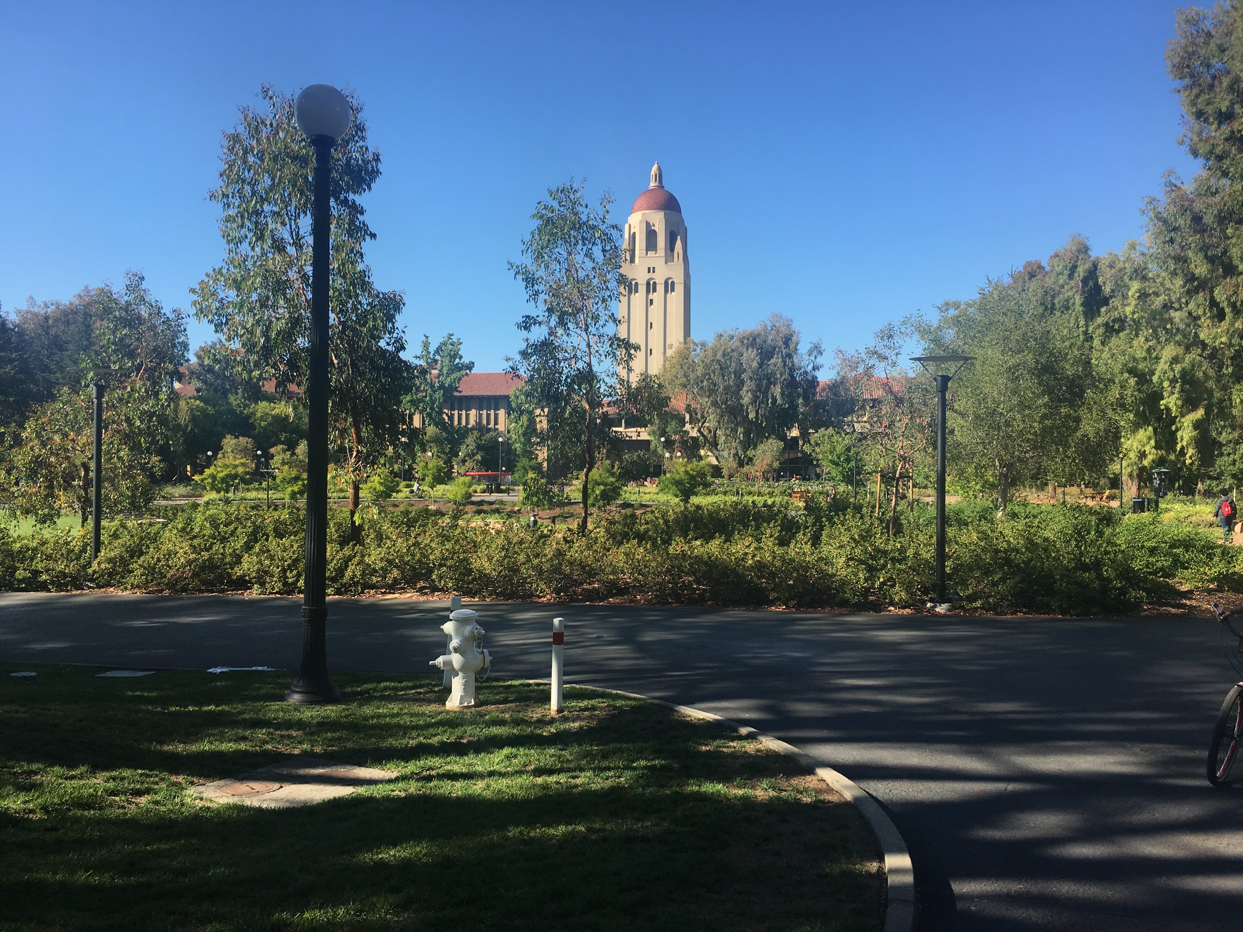 Stanford's Hoover Tower rising above trees and shrubs, with a fire hydrant on a grassy verge.