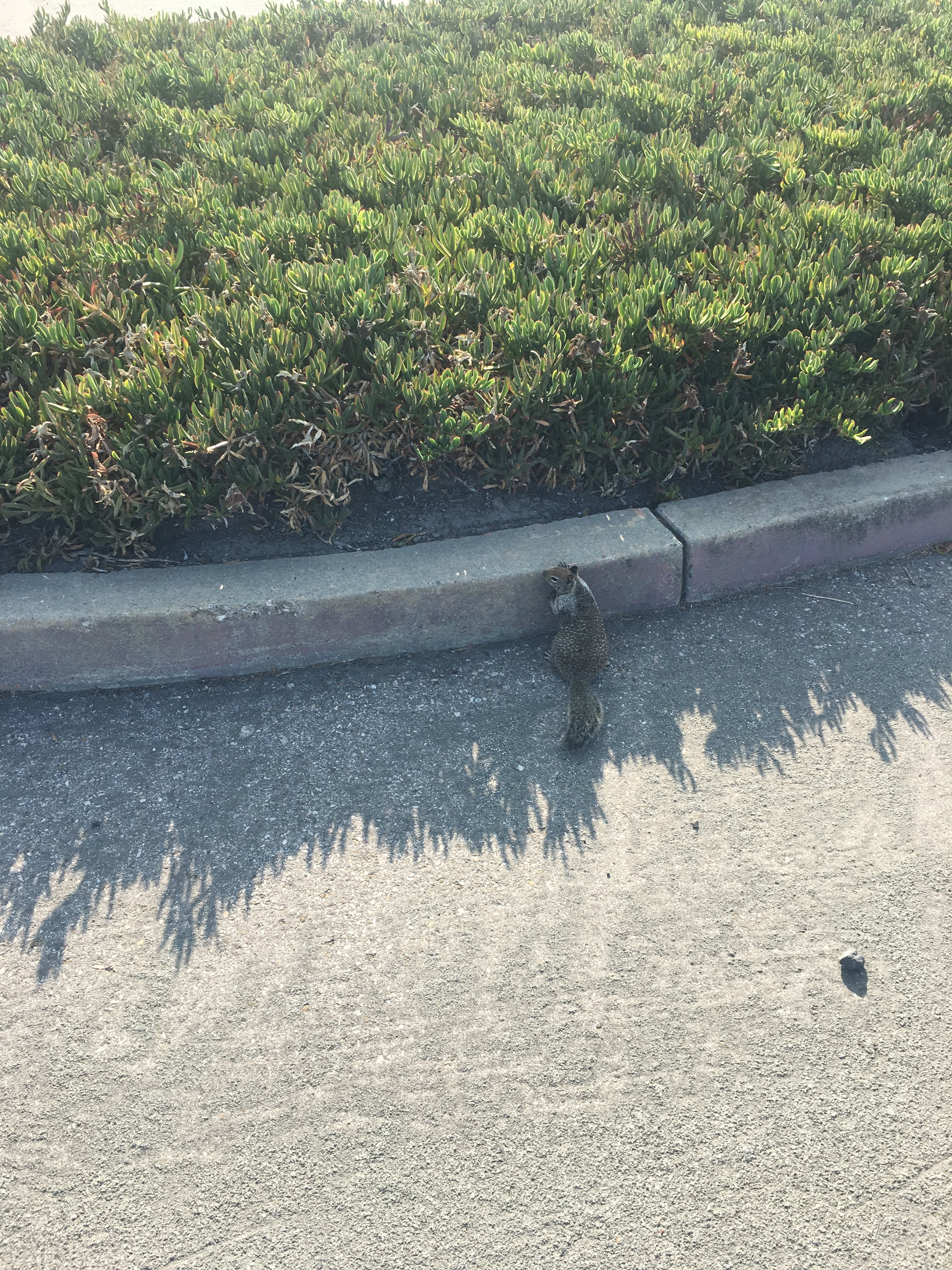 A ground squirrel climbs a curb beside green ice plant groundcover.