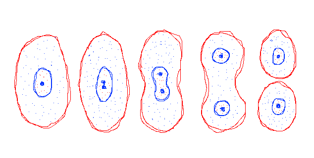 Diagram of cell division stages, cells outlined in red with blue nuclei splitting into two