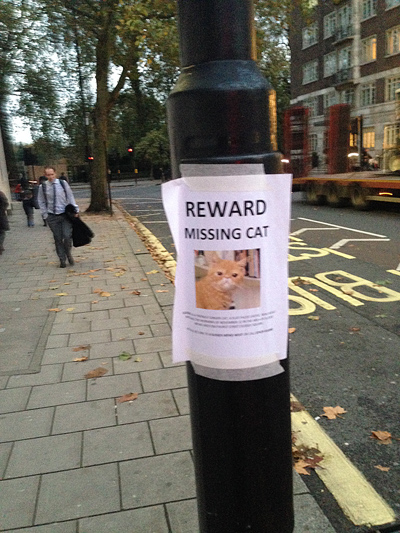 A lamppost with a 'Reward Missing Cat' poster showing a ginger cat, on a city street