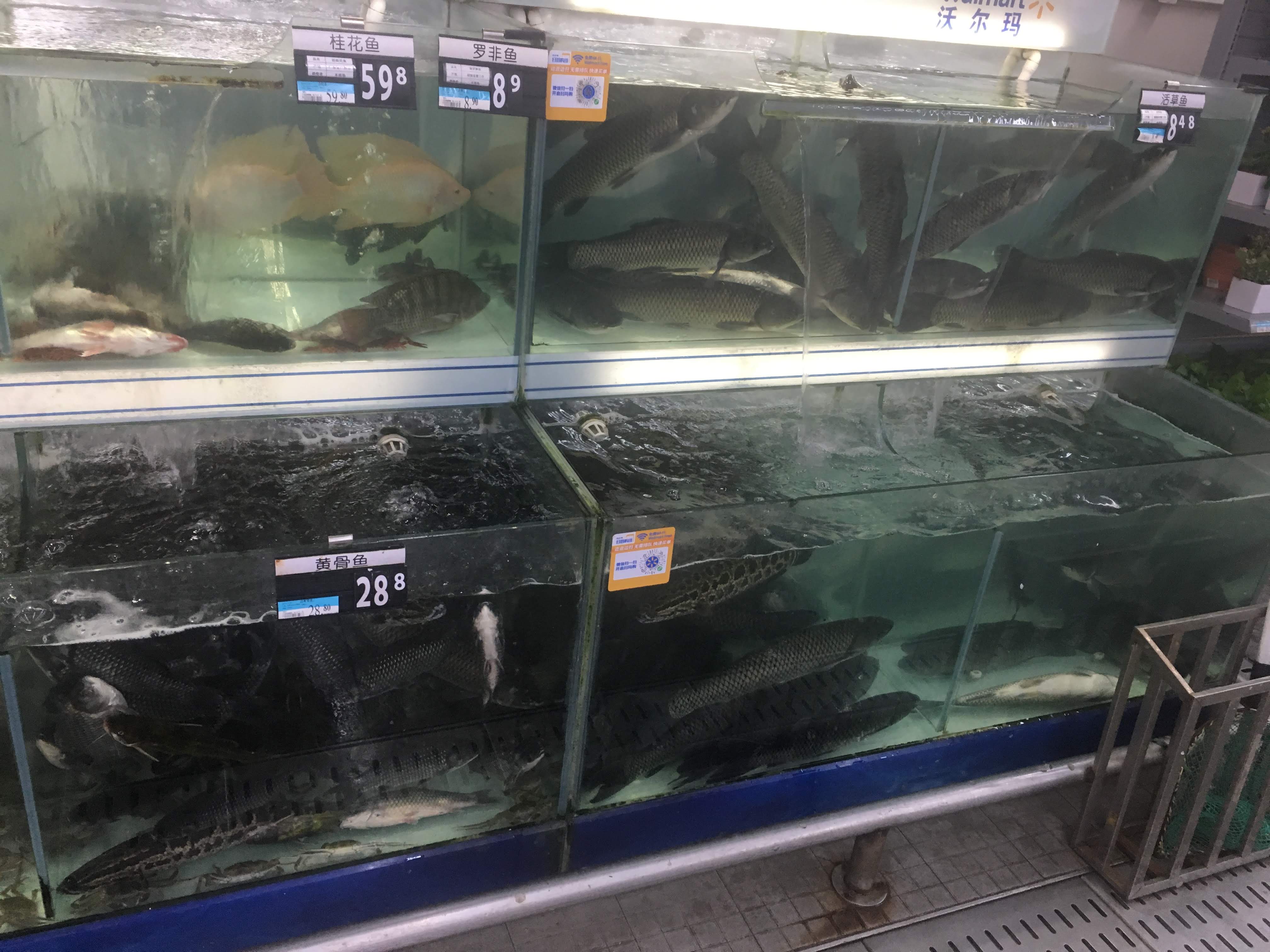 Supermarket tanks of live fish with Chinese price tags at a Walmart seafood counter.
