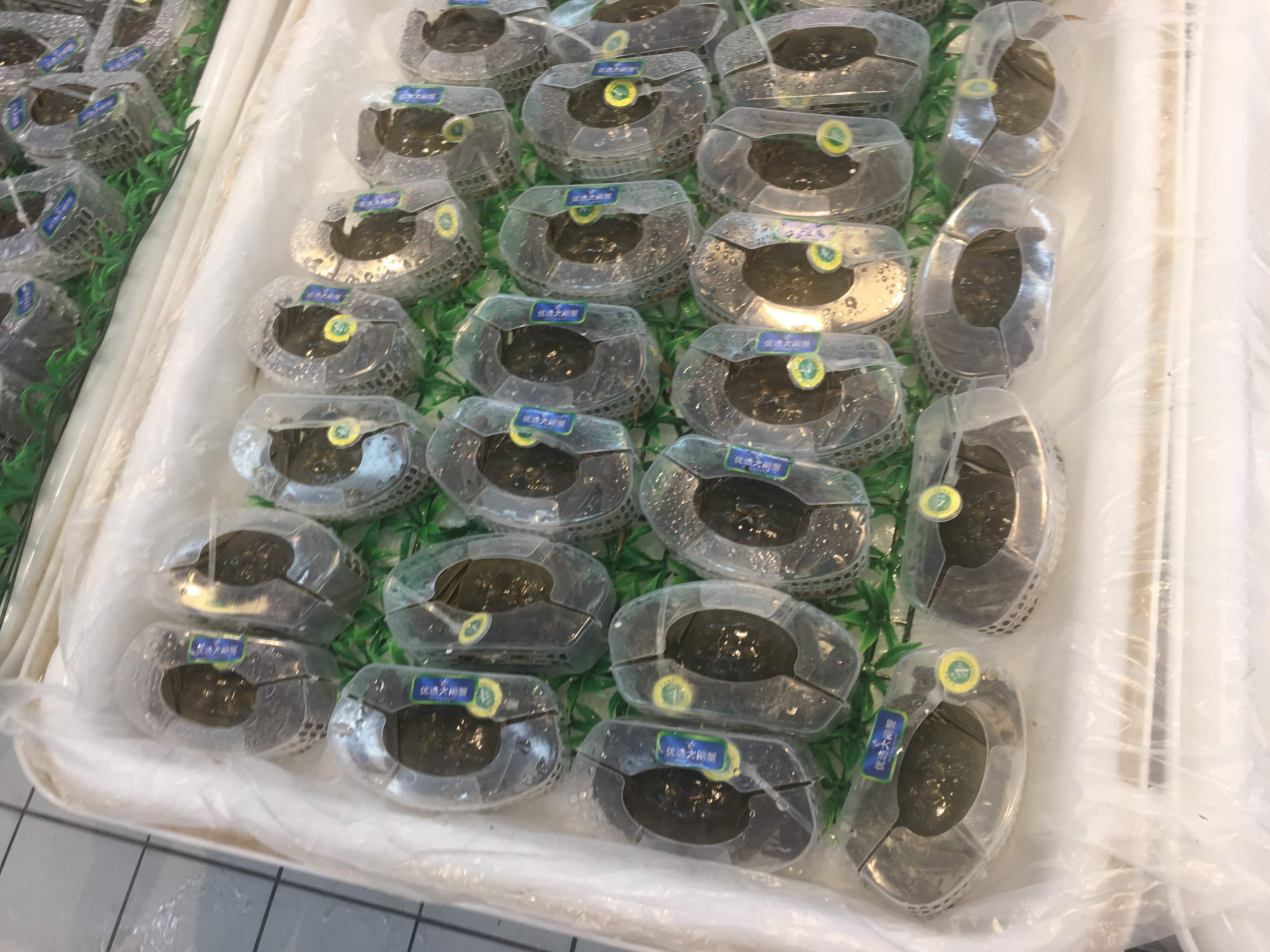 Trays of live hairy crabs individually packed in clear plastic holders over green grass mats.